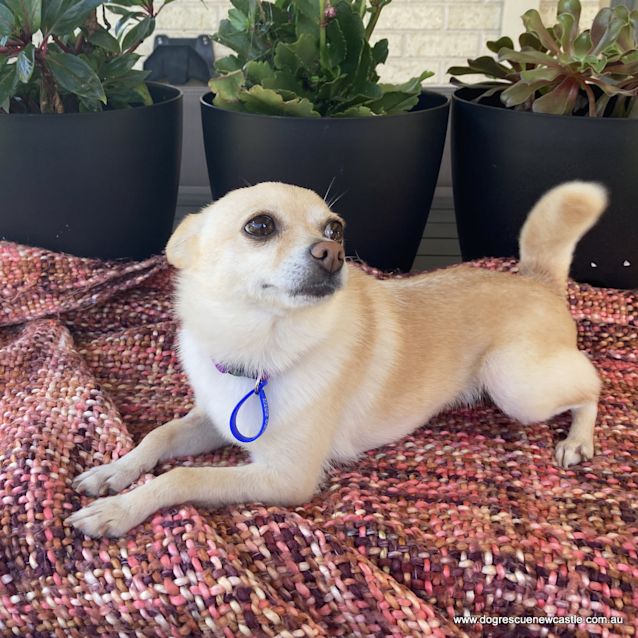 Photo of Chi Chi 🐾 Chihuahua X Pom (On Trial 9/4/21) 🐶