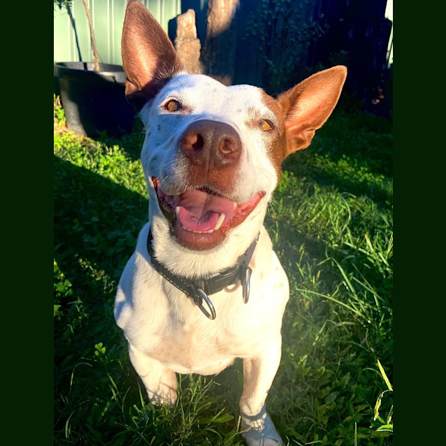 Photo of Otto