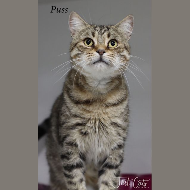 Photo of Puss (Ulverstone Expo)