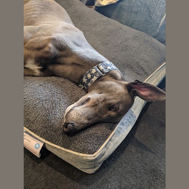 Photo of Bailey
