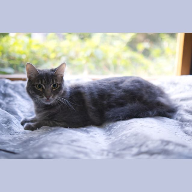 Photo of Misty