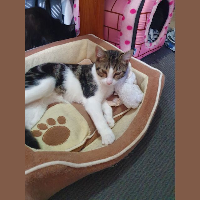 Photo of Sherlock