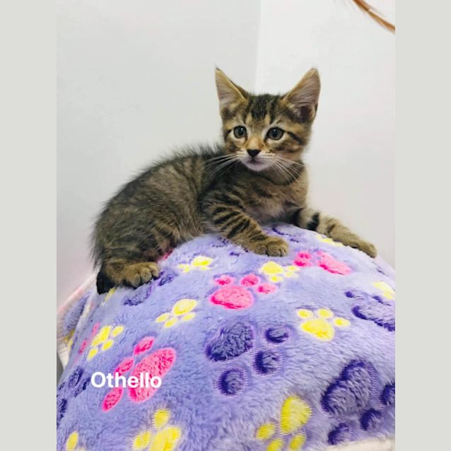 Photo of Othello