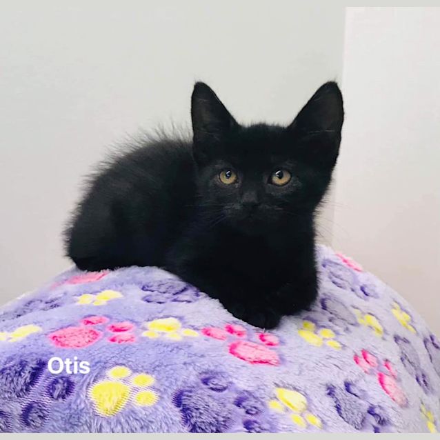 Photo of Otis