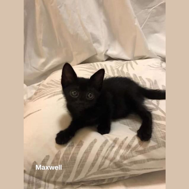Photo of Maxwell