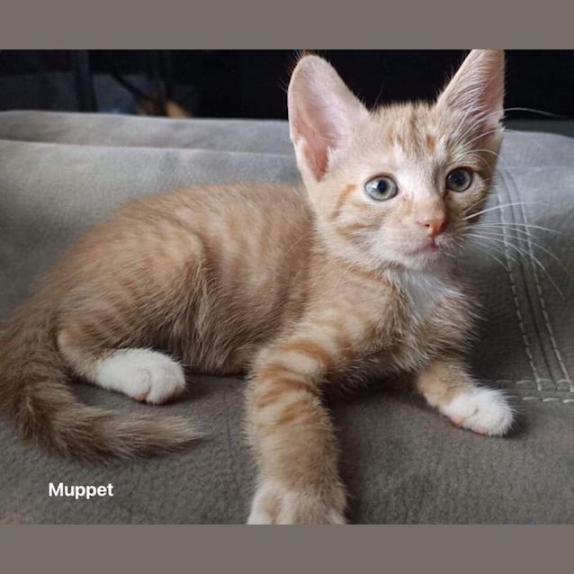 Photo of Muppet