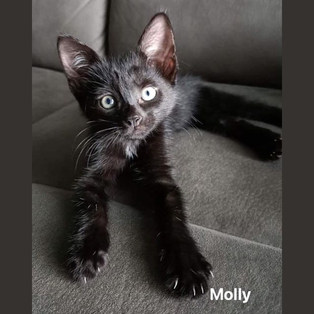 Photo of Molly
