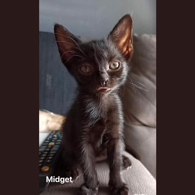 Photo of Midget