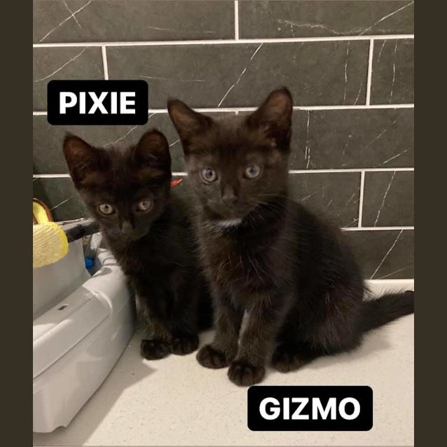 Photo of Gizmo