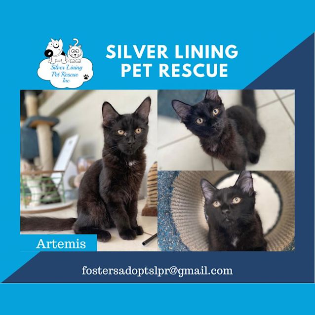 Photo of Artemis