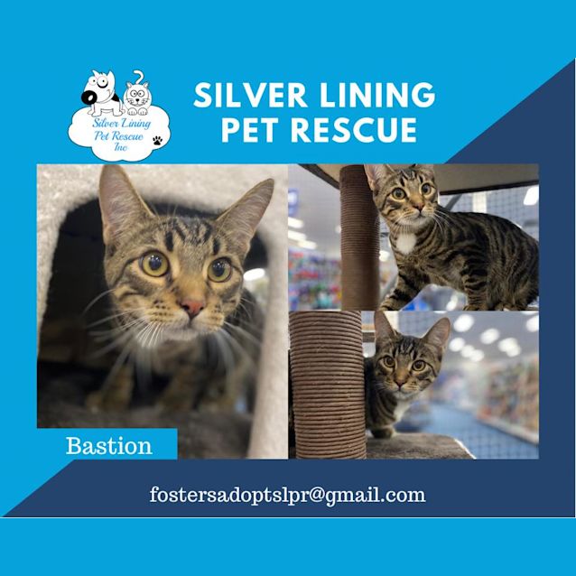 Photo of Bastion