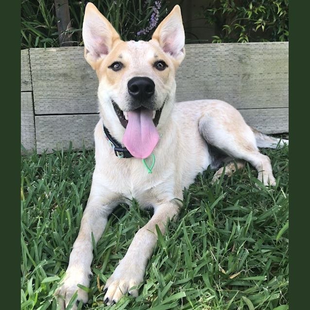 Photo of Archie 