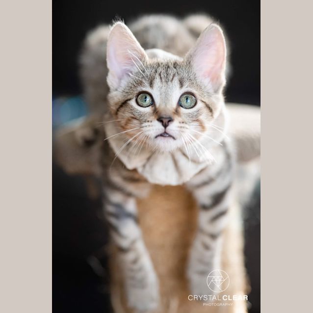 Photo of Caramel 