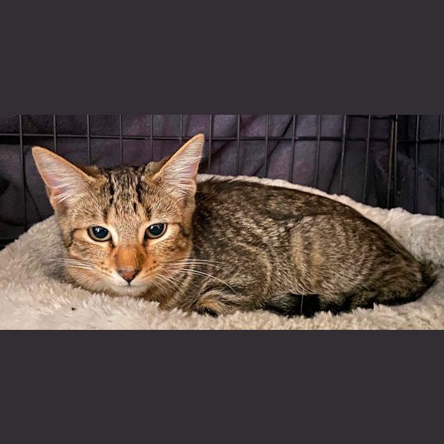 Photo of Hop