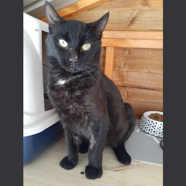 Photo of Angus