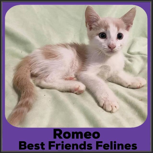 Photo of Romeo 