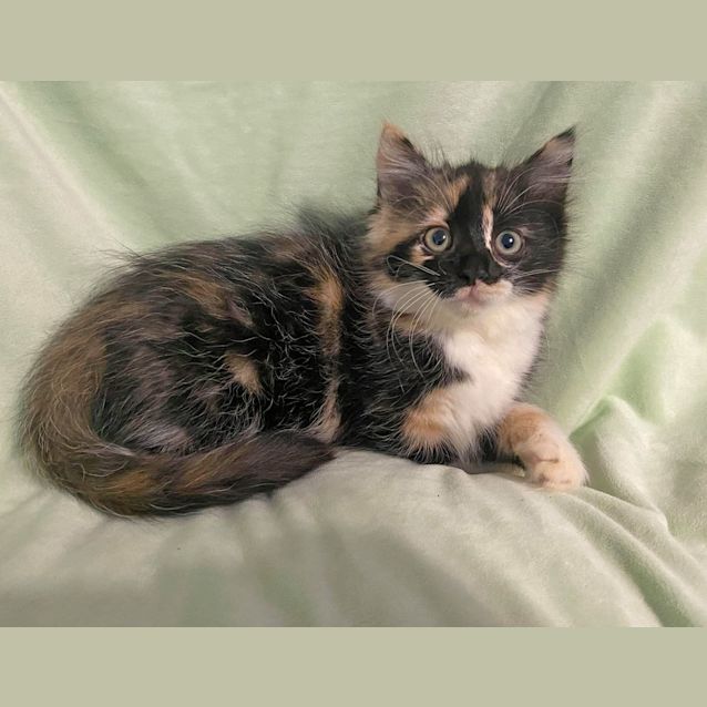 Photo of Valentina 