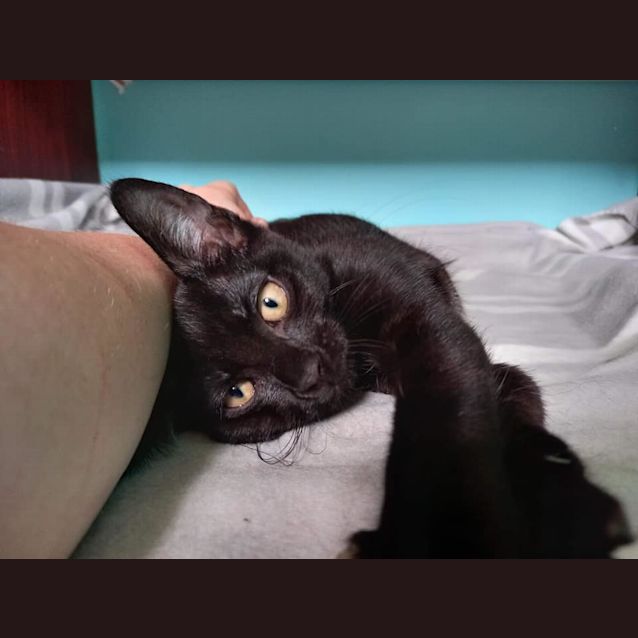 Photo of Ophelia 