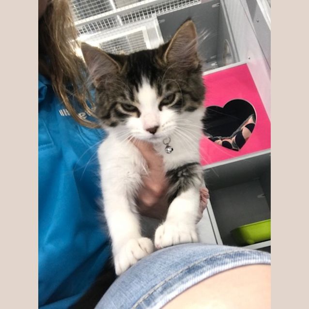 Photo of Cheezel (Pstock Sunbury)