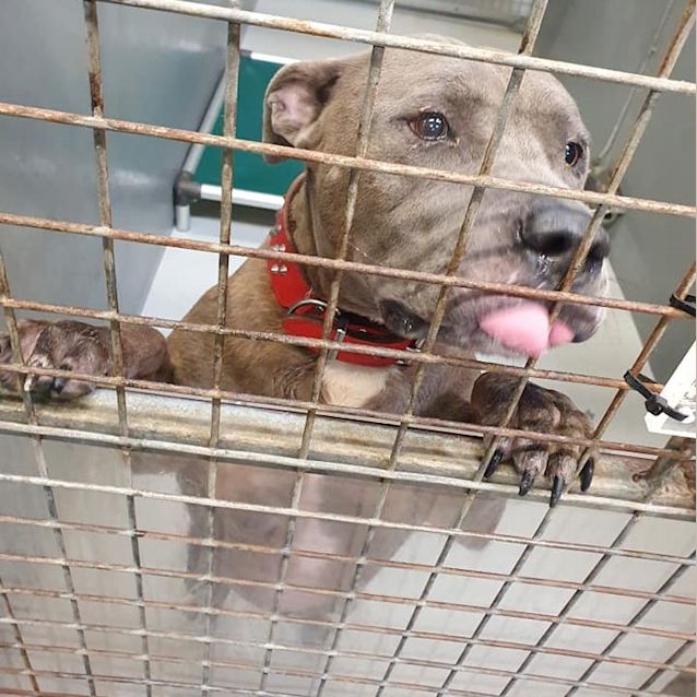 Photo of Bronx Dl2645