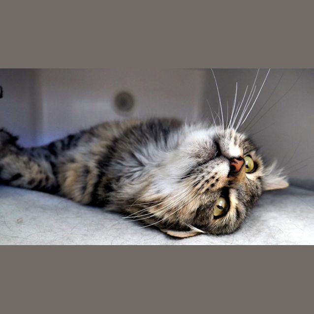 Photo of Cadbury Sua006207