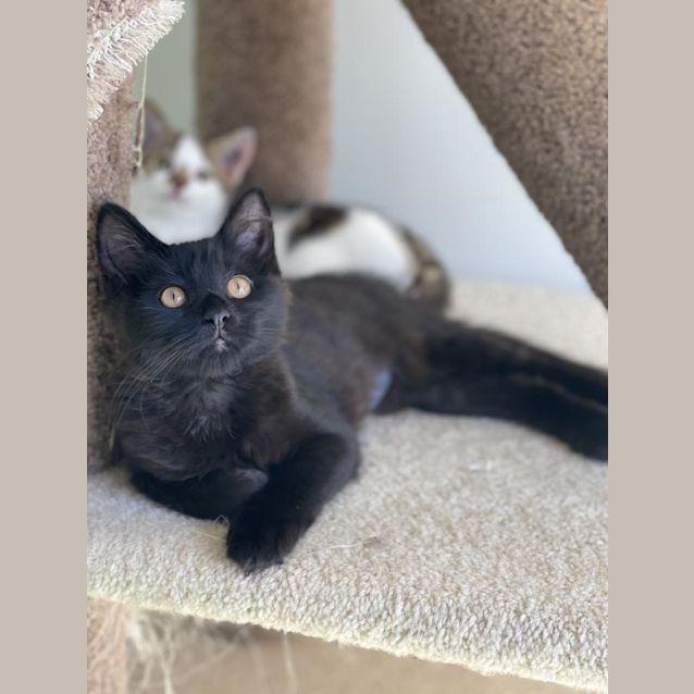 Photo of Cinders