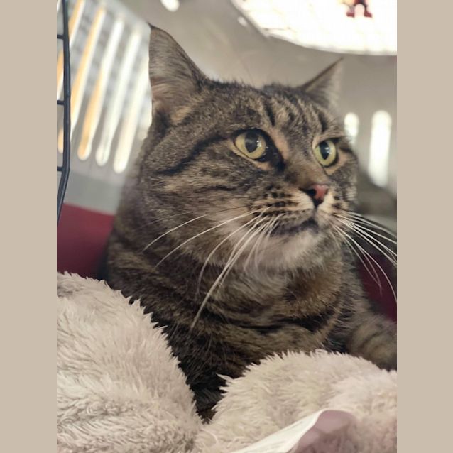Photo of Lucky (Ulverstone Expo)