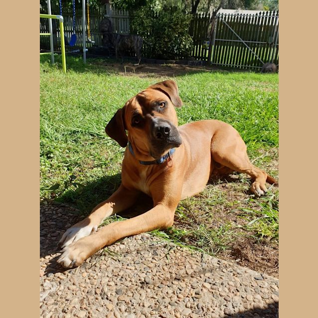 Photo of Sarge