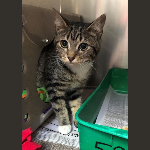 Photo of Ivy (Adoption Pending)