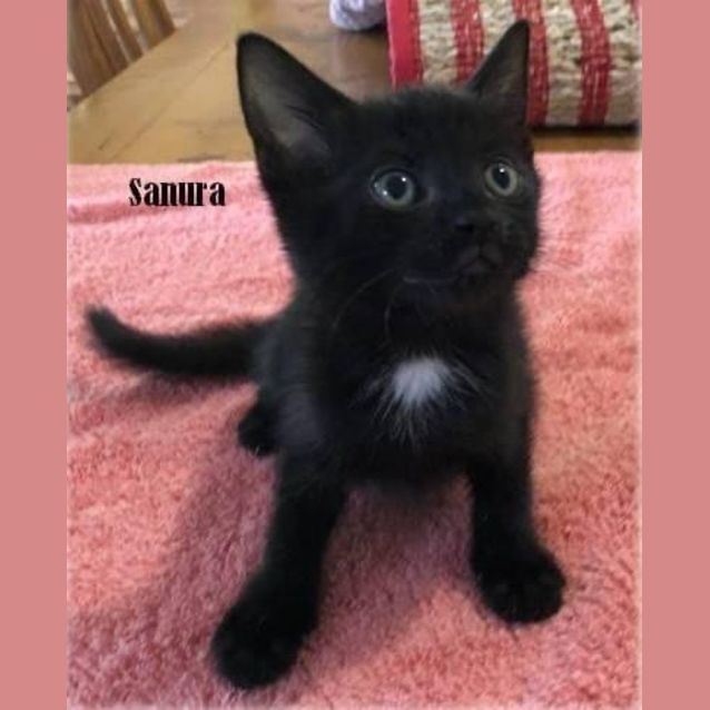 Photo of Sanura