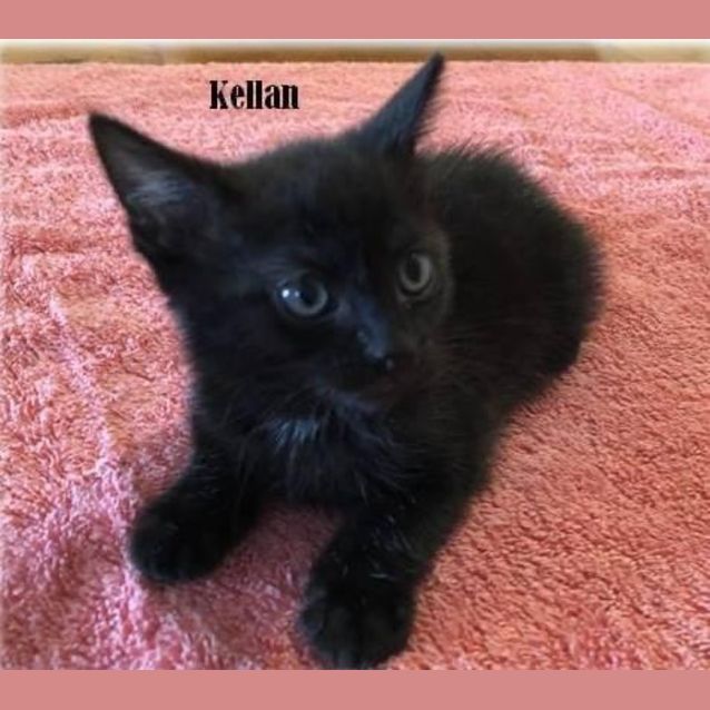 Photo of Kellan