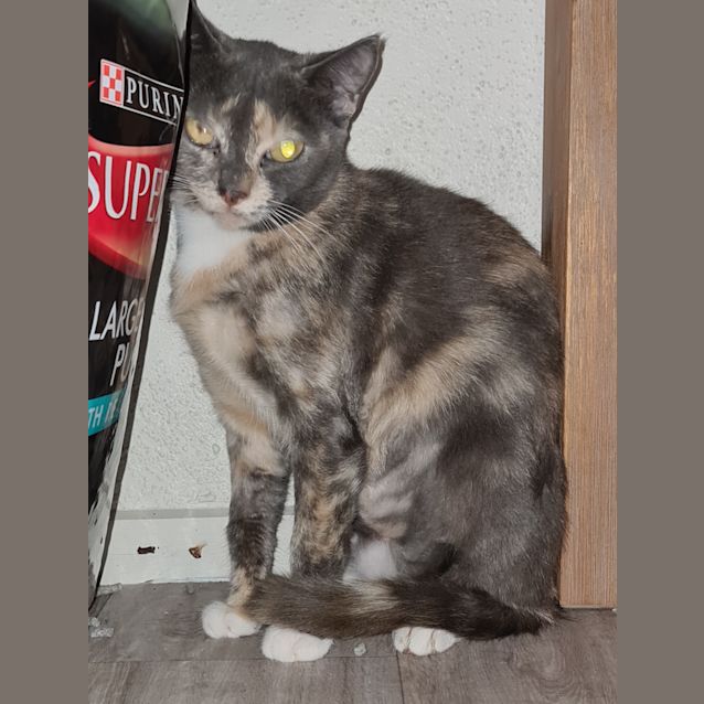 Photo of Torti