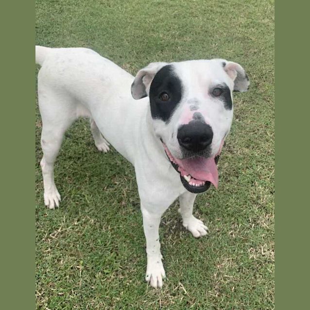 Photo of Little Boss