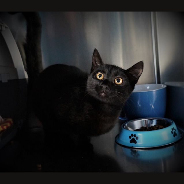 Photo of Jinx