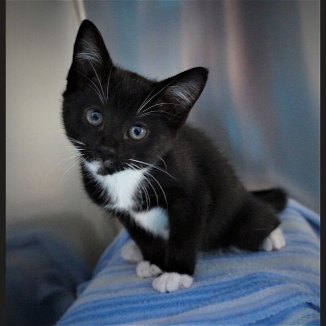 Photo of Rue