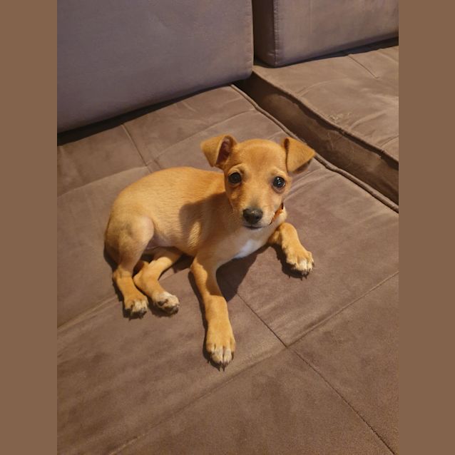 Photo of Teena 🐾