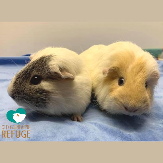 Photo of Felix And Thumper