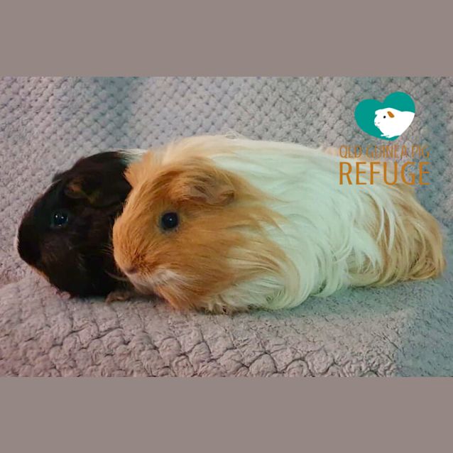 Photo of Tina And Pipsqueak
