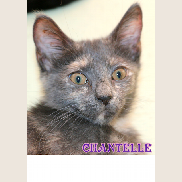Photo of Chantelle