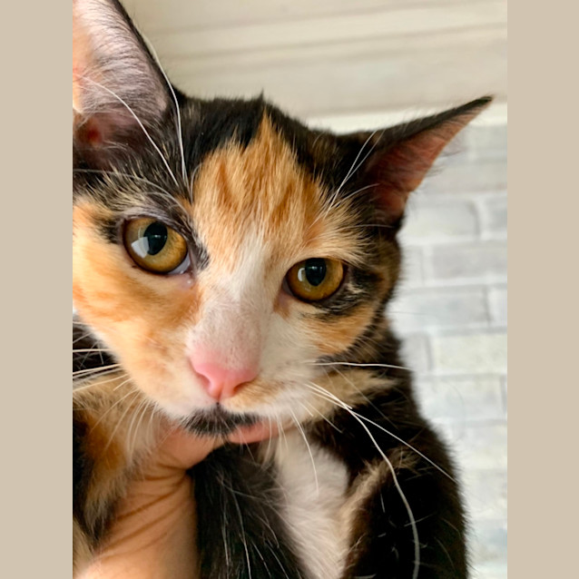 Photo of Waffle