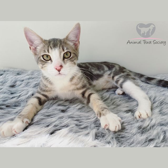 Photo of Moshi