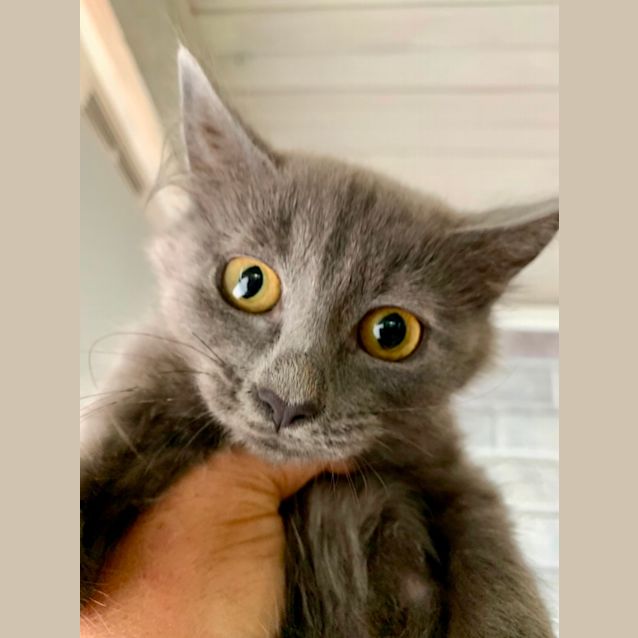 Photo of Sage