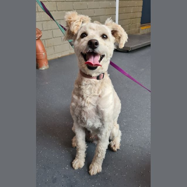 Photo of Taffy (Adoption Pending)