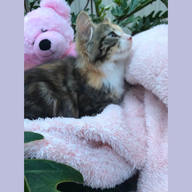 Photo of Amaya💓💓