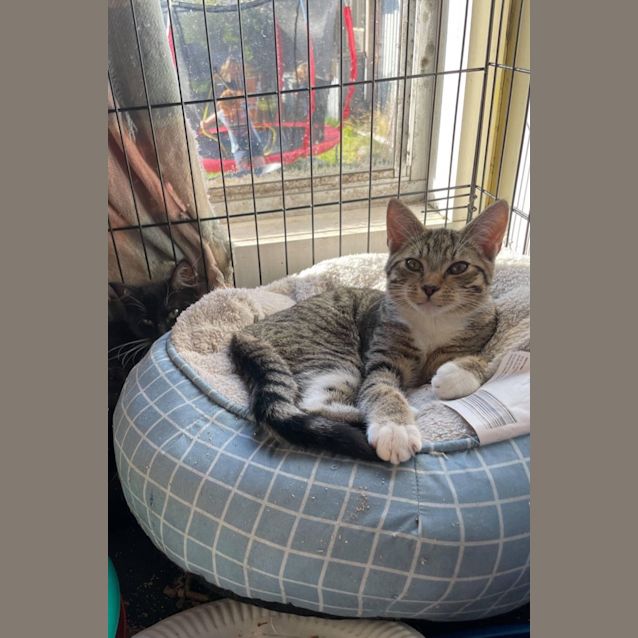 Photo of Toby (Ulverstone Expo)