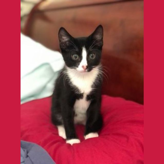 Photo of Tuxedo