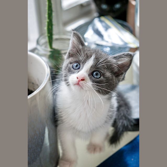 Photo of Miel ~ 7 Week Old Female Kitten