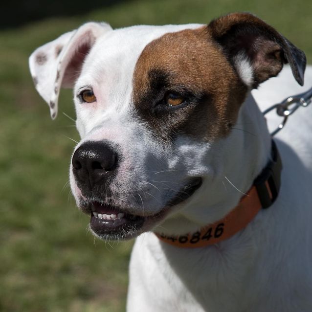 Photo of Banjo Blossom 