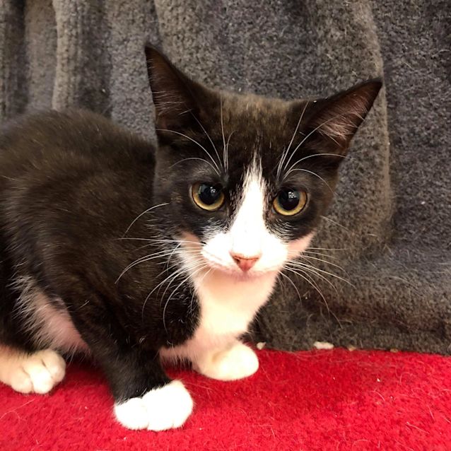 Photo of Alfie   Located In Clifton Hill