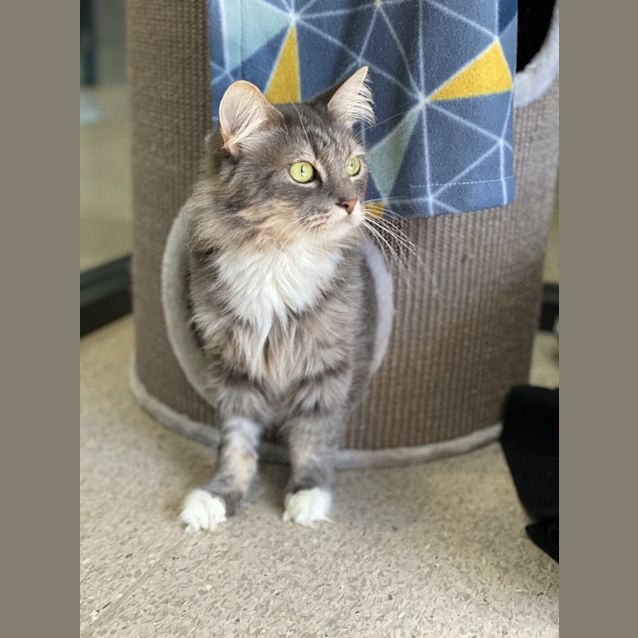 Photo of Fluffy